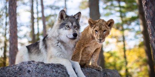 IL LUPO E IL LEONE